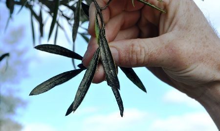 desarrollo de negrilla, enfermedades del olivo
