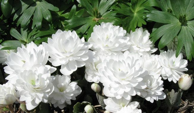 desarrollo de sanguinaria canadensis