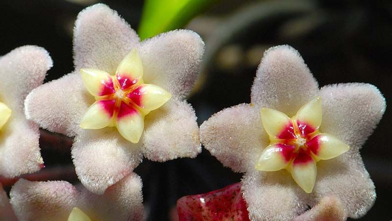 detalle flor de cera