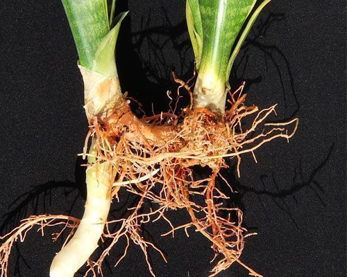Detalles rizoma Sansevieria