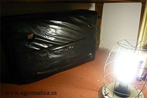 DÍA 1 Pleurotus cultivo dia 1
