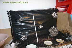 DÍA 11