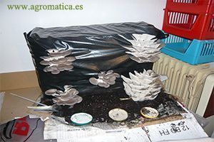 DÍA 12 cultivo pleurotus dia 12