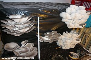 DÍA 14 cultivo pleurotus ostreatus dia 14