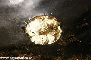 DÍA 4 cultivo pleurotus dia 4