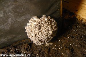 DÍA 8 cultivo pleurotus dia 8