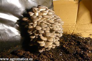 DÍA 10 cultivo pleurotus dia 10