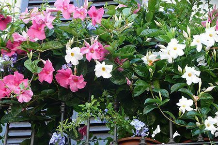 dipladenia mandevilla