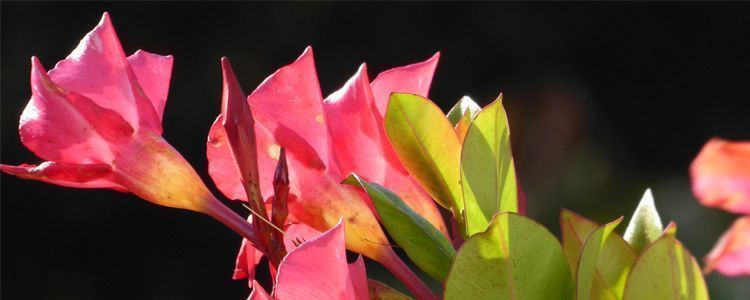Dipladenia o Mandevilla