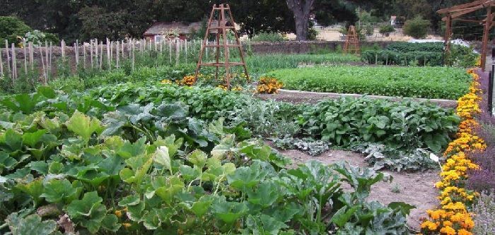 distintas rotaciones de cultivos en huerto