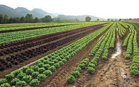 distintos tipos de lechugas cultivadas