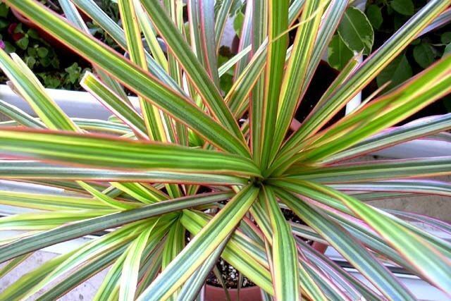 dracena marginata en maceta