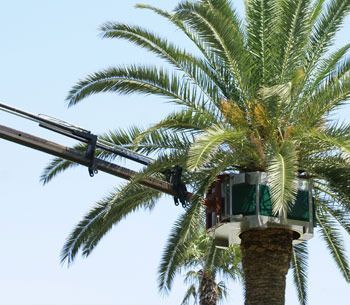ecopalm picudo rojo