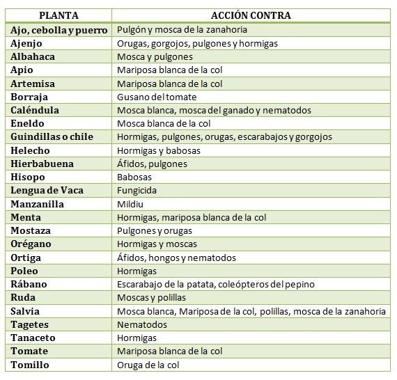 plantas con efecto repelente para el huerto plantas con efecto repelente para el huerto