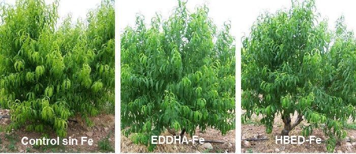 eficacia de diferentes quelatos de hierro