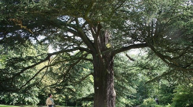 ejemplar de cedro del libano