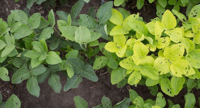 el efecto de la luz en las plantas