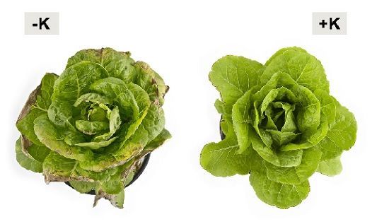 Importancia del potasio en el abonado de la lechuga
