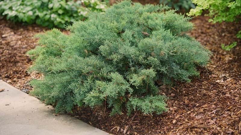 juniperus communis arbustivo