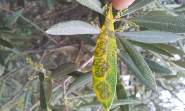 enfermedad del repilo en olivo