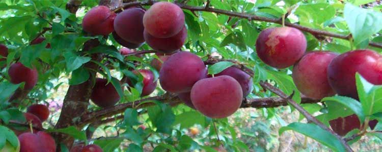 enfermedades de los frutales de hueso