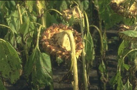 enfermedades del girasol alternaria