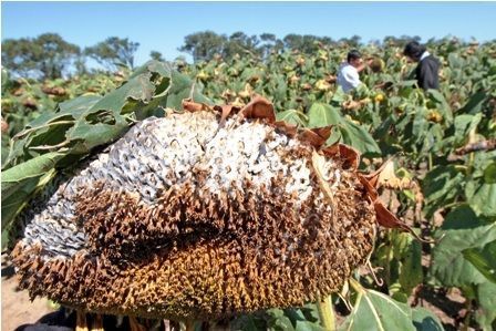 enfermedades del girasol sclerotinia