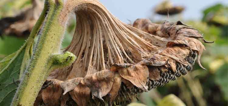 enfermedades girasol
