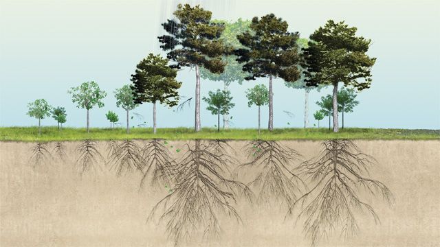 Desarrollo de raíces en distintos árboles y enraizantes