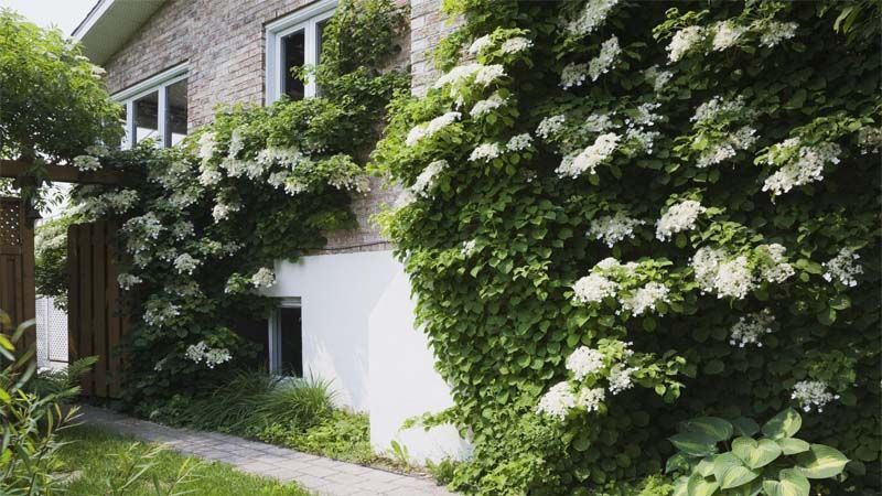enredaderas de flores Hydrangea petiolaris