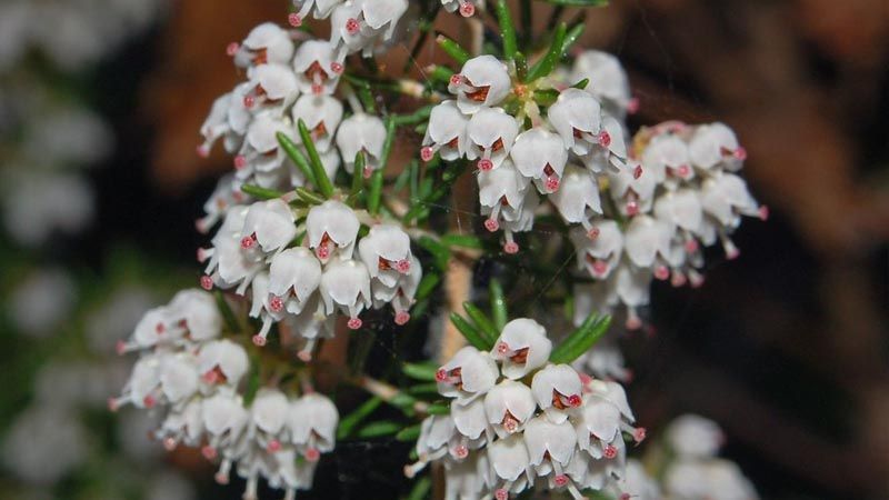 erica arborea brezo blanco
