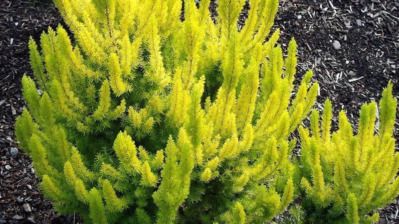 erica arborea brezo blanco