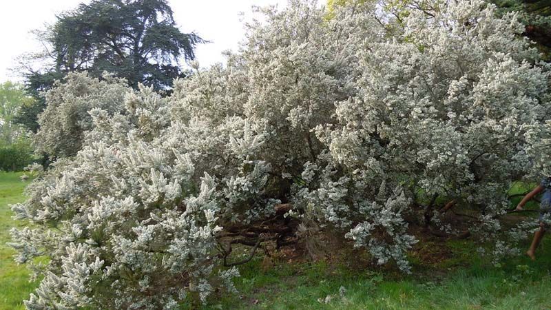 erica arborea brezo blanco