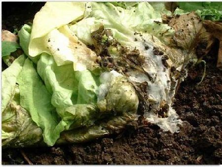 esclerotinia enfermedades de la lechuga
