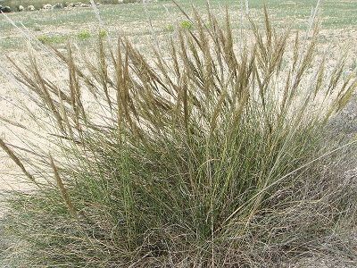 esparto planta