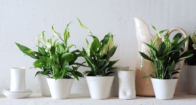 espatifilo plantas de interior con flor