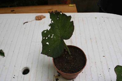 esquejes colocación de la hoja de begonia esquejes colocación de la hoja de begonia