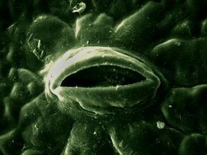 Golpe de calor. Estoma al microscopio electrónico