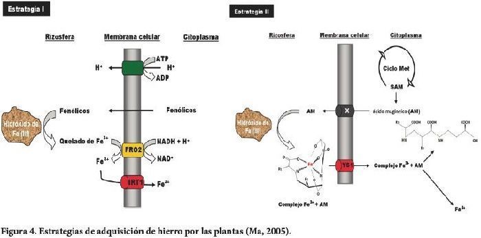 estrategias naturales de las plantas como los quelatos de hierro