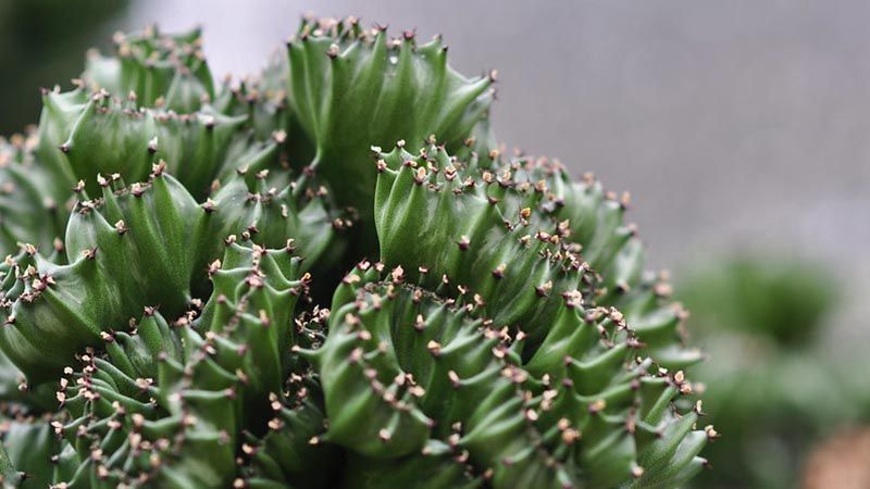 euphorbia lactea