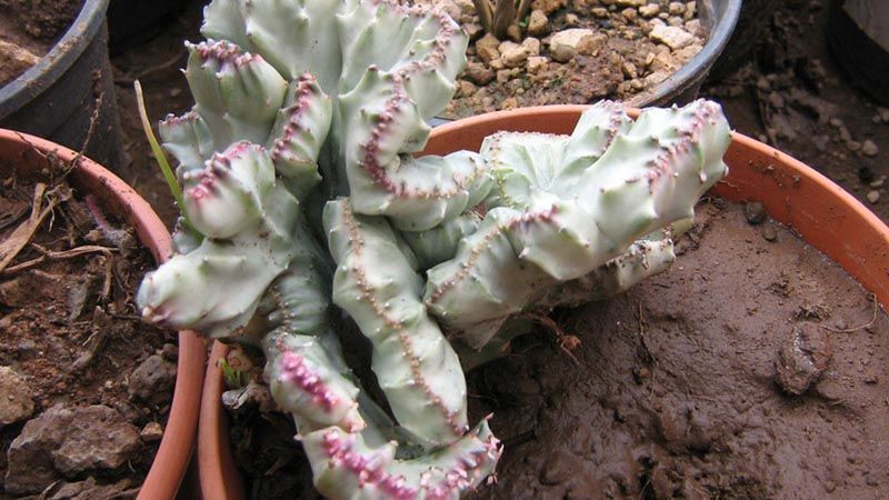 euphorbia lactea