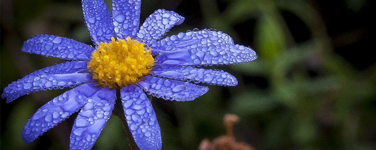 felicia-amelloides-margarita-azul