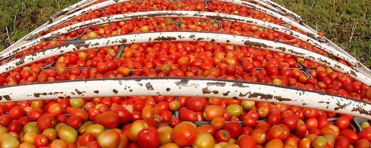 fertirrigación en tomate de industria