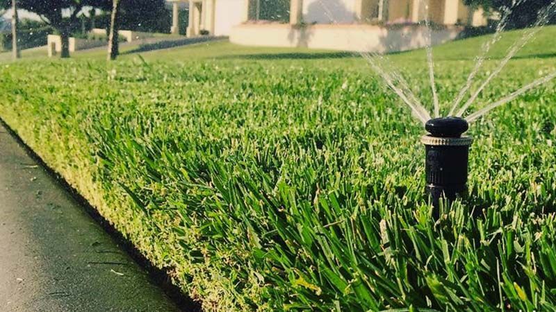Festuca riego
