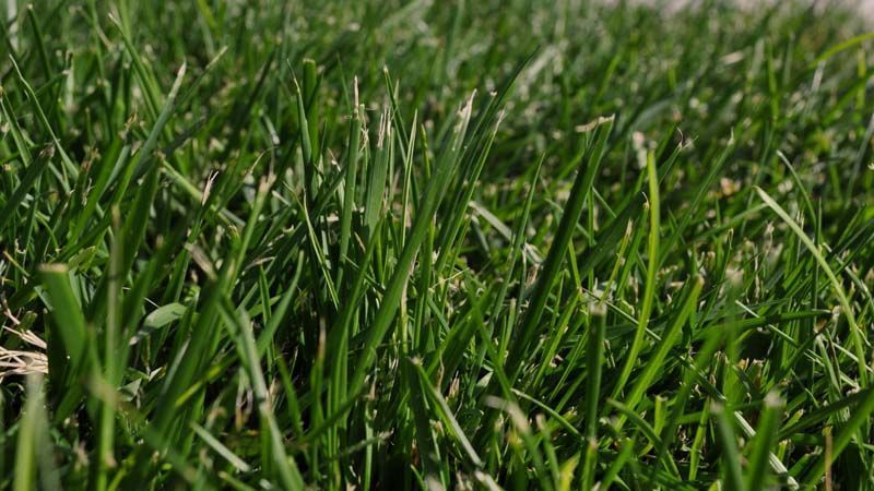 Festuca alta