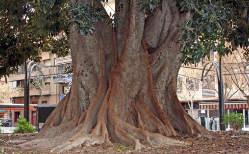 ficus murcia contrafuertes