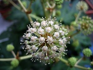 flor aralia