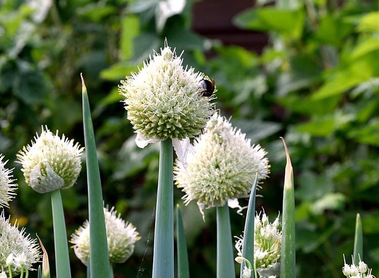 flor cebolla