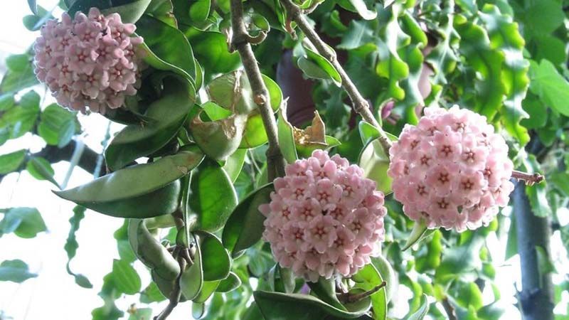 hoya carnosa