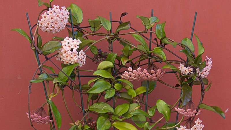 planta de cera